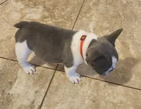 Piper/AKC FULL registration 11, a male French Bulldog for sale in Phoenix, AZ – 3 of 4