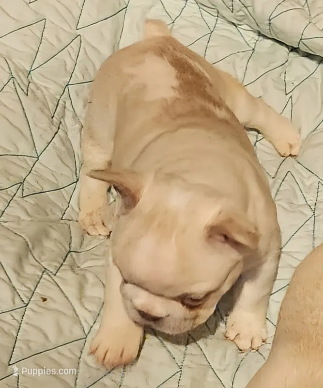 Opal/FULL AKC REGISTRATION  – French Bulldog puppy for sale in Phoenix, AZ