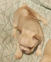 Opal/FULL AKC REGISTRATION , a female French Bulldog for sale in Phoenix, AZ – 2 of 3