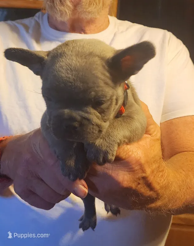 Ripley-red collar – French Bulldog puppy for sale in Phoenix, AZ