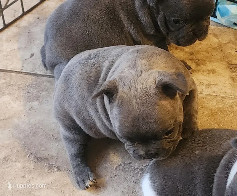 Page/Blue-brindle/FULL AKC registration  – French Bulldog puppy for sale in Phoenix, AZ