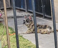 Jasmine, a female French Bulldog for sale in Phoenix, AZ – 1 of 2