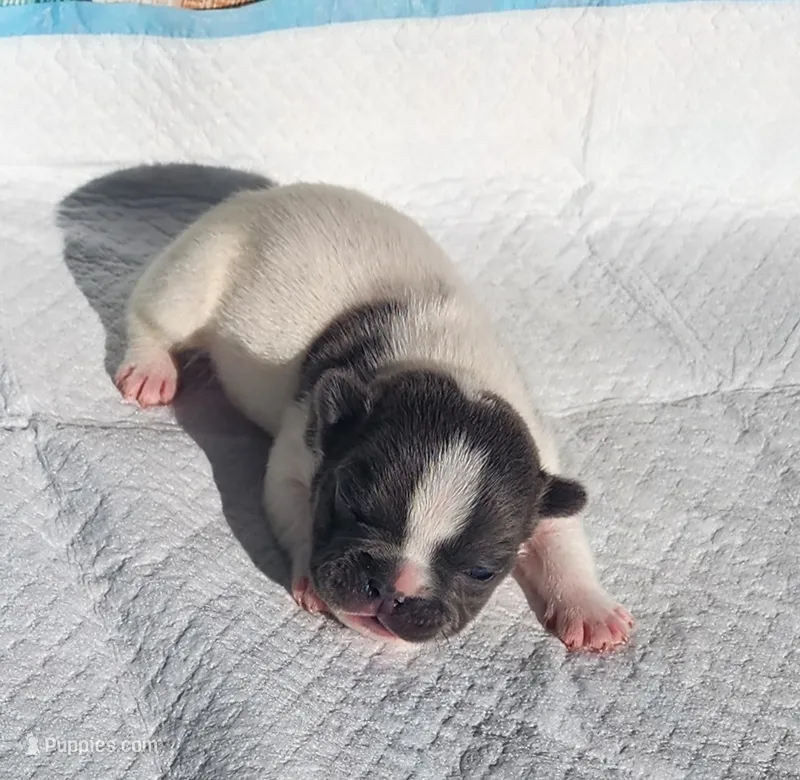 Pepper/FULL AKC registered  – French Bulldog puppy for sale in Phoenix, AZ