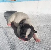 Pepper/White & Blue/FULL AKC registered , a male French Bulldog for sale in Phoenix, AZ – 6 of 6