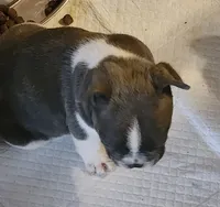 Piper/White & Blue/FULL AKC registered , a male French Bulldog for sale in Phoenix, AZ – 4 of 4