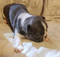 Piper/Blue & white/FULL AKC Registration , a male French Bulldog for sale in Phoenix, AZ – 2 of 6