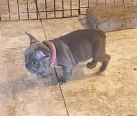Rose, a female French Bulldog for sale in Phoenix, AZ – 4 of 8