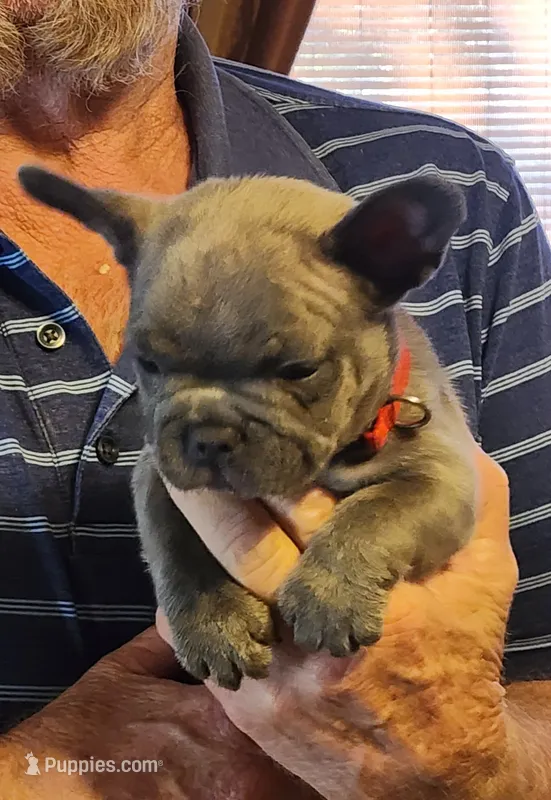 Reese-red collar – French Bulldog puppy for sale in Phoenix, AZ