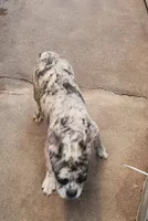 Jasmine, a female French Bulldog for sale in Phoenix, AZ – 2 of 2