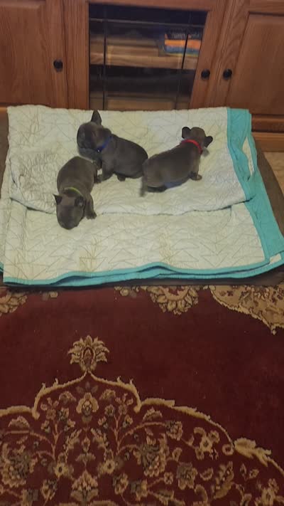 Reese-red collar, a male French Bulldog for sale in Phoenix, AZ – 6 of 6