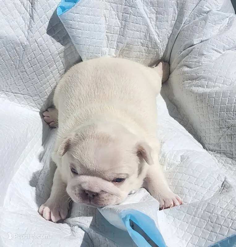 Ona/FULL AKC REGISTRATION  – French Bulldog puppy for sale in Phoenix, AZ