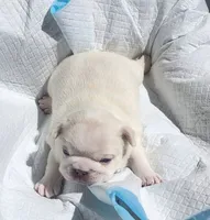 Ona/FULL AKC REGISTRATION , a female French Bulldog for sale in Phoenix, AZ – 1 of 6