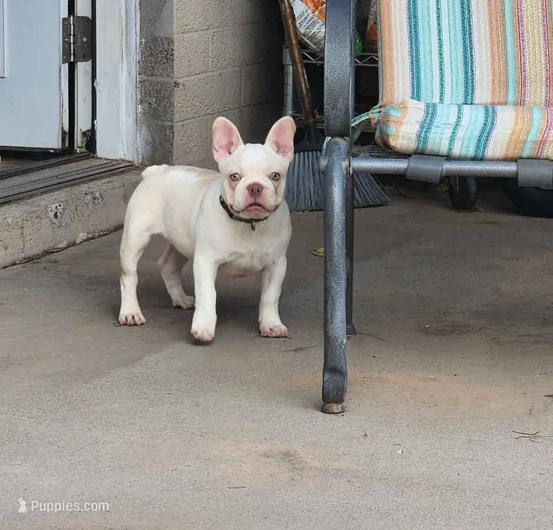 Opal – French Bulldog puppy for sale in Phoenix, AZ