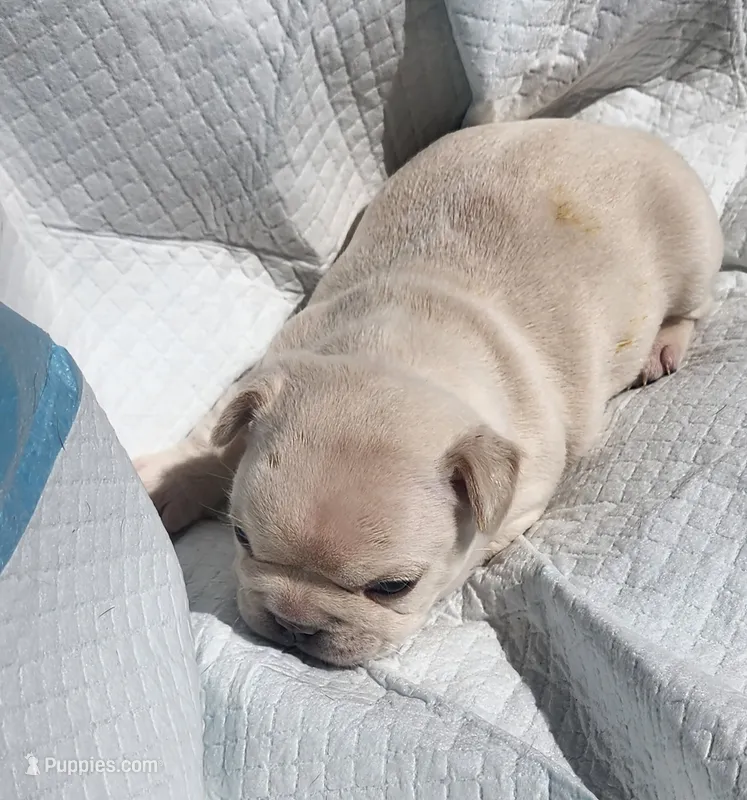 Opal/FULL AKC REGISTRATION  – French Bulldog puppy for sale in Phoenix, AZ