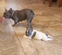 Pepper, a male French Bulldog for sale in Phoenix, AZ – 2 of 5