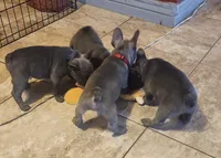 Rebel, a male French Bulldog for sale in Phoenix, AZ – 2 of 4