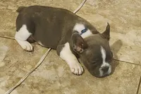 Piper/HOLD , a male French Bulldog for sale in Phoenix, AZ – 3 of 5