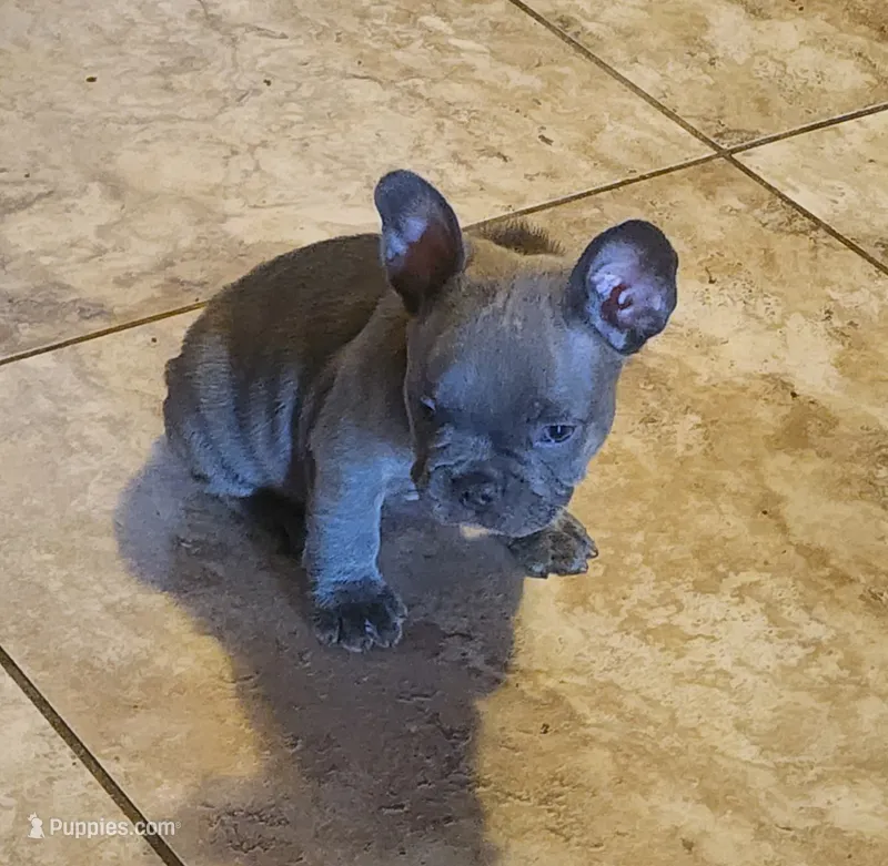 Riley-light pink collar – French Bulldog puppy for sale in Phoenix, AZ