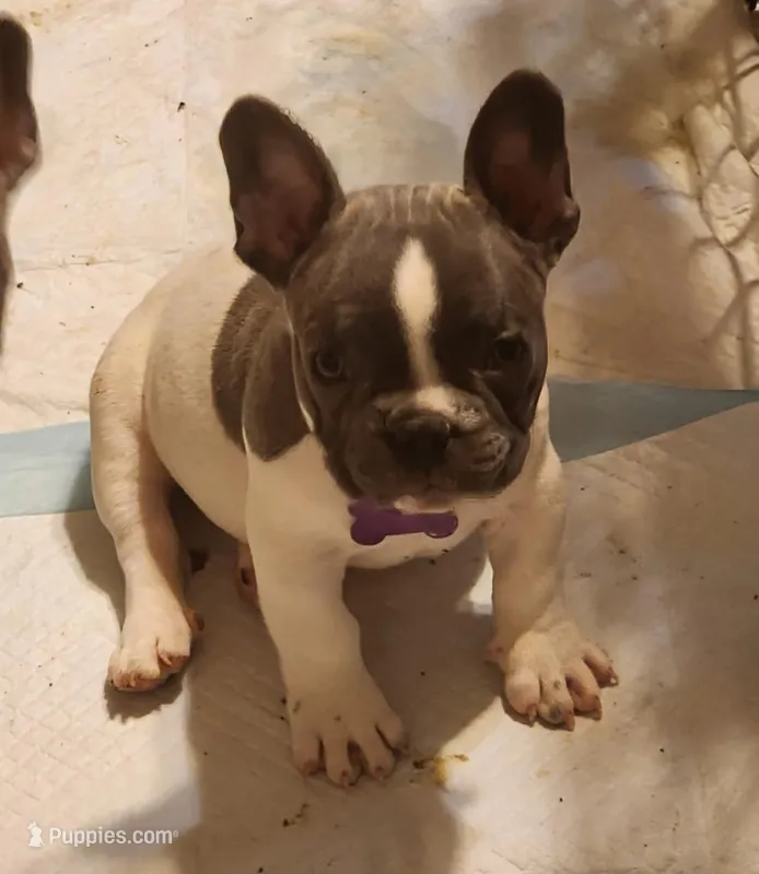 Pepper/ AKC Full registration – French Bulldog puppy for sale in Phoenix, AZ