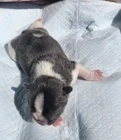 Piper/FULL AKC Registration , a male French Bulldog for sale in Phoenix, AZ – 2 of 2