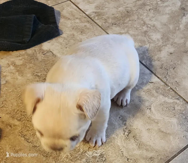 Ona/FULL AKC REGISTRATION  – French Bulldog puppy for sale in Phoenix, AZ