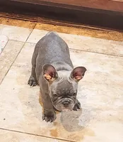 Rose, a female French Bulldog for sale in Phoenix, AZ – 3 of 8