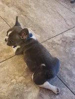 Piper/AKC FULL registration 11, a male French Bulldog for sale in Phoenix, AZ – 4 of 4