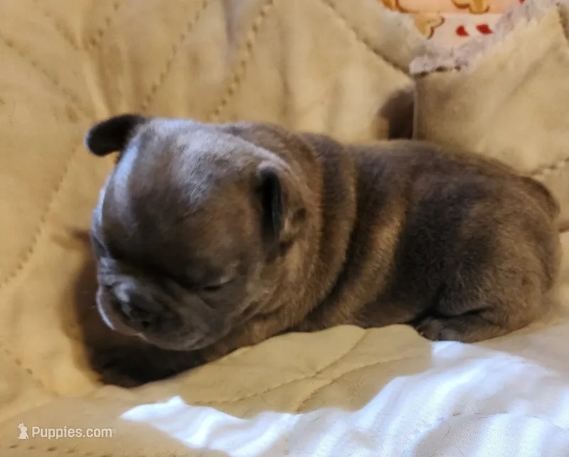 Page/Blue-brindle/FULL AKC registration  – French Bulldog puppy for sale in Phoenix, AZ
