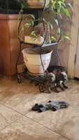 Rose, a female French Bulldog for sale in Phoenix, AZ – 8 of 8