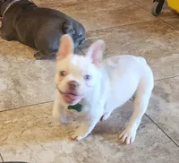 Opal/FULL AKC REGISTRATION , a female French Bulldog for sale in Phoenix, AZ – 3 of 4