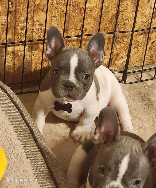 Pepper/ AKC Full registration – French Bulldog puppy for sale in Phoenix, AZ