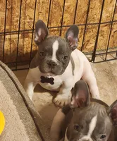 Pepper, a male French Bulldog for sale in Phoenix, AZ – 1 of 5
