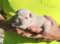 Ona/FULL AKC REGISTRATION , a female French Bulldog for sale in Phoenix, AZ – 2 of 6