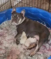 Lit'l Ona/FULL AKC REGISTRATION , a female French Bulldog for sale in Phoenix, AZ – Photo 4 of 4