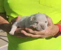 Ona/FULL AKC REGISTRATION , a female French Bulldog for sale in Phoenix, AZ – 3 of 6
