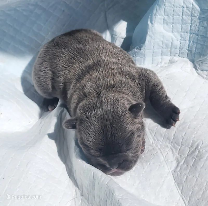 Percy/FULL AKC registration  – French Bulldog puppy for sale in Phoenix, AZ