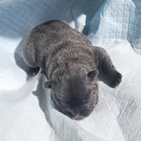 Percy/FULL AKC registration , a male French Bulldog for sale in Phoenix, AZ – 1 of 2