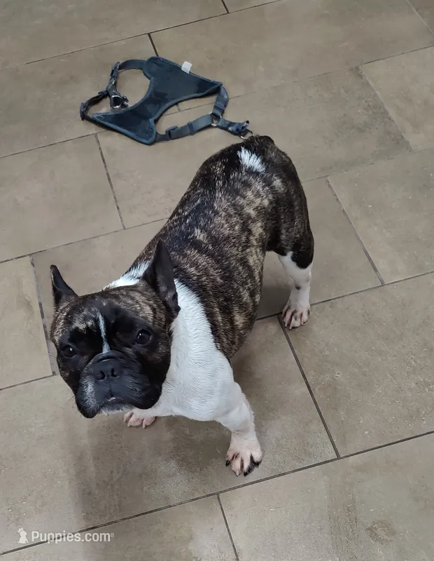 Barbie  – French Bulldog puppy for sale in Phoenix, AZ