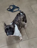 Barbie , a female French Bulldog for sale in Phoenix, AZ – 1 of 1