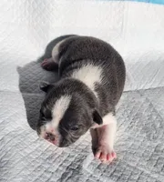 Piper/Blue & white/FULL AKC Registration , a male French Bulldog for sale in Phoenix, AZ – 4 of 6