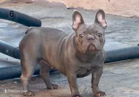 Lit'l Diva/FULL AKC BREEDING, a female French Bulldog for sale in Phoenix, AZ – Photo 3 of 3