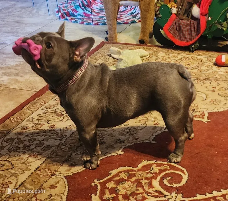 Lit'l Diva/FULL AKC BREEDING – French Bulldog puppy for sale in Phoenix, AZ