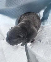 Percy/FULL AKC registration , a male French Bulldog for sale in Phoenix, AZ – 2 of 2