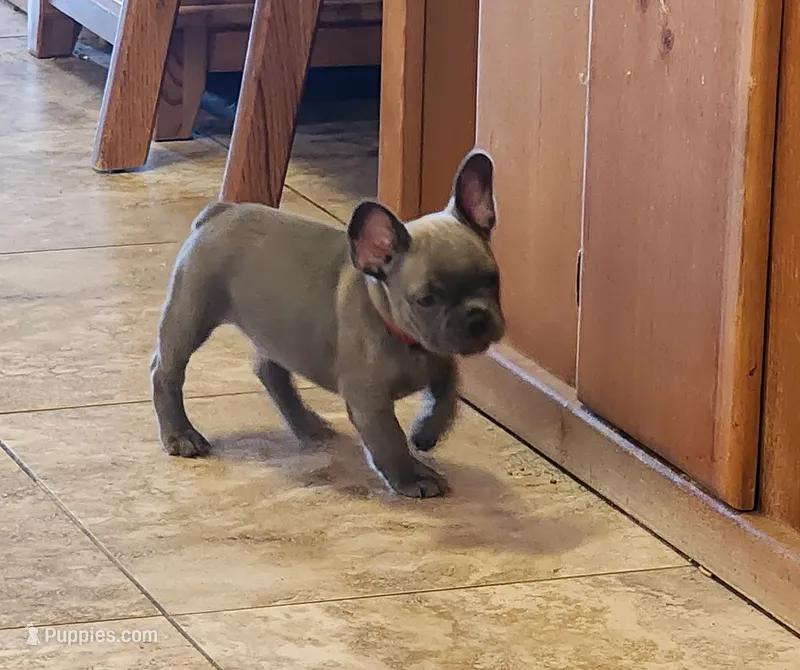 Rebel, a male French Bulldog for sale in Phoenix, AZ – 1 of 4