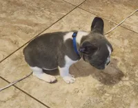 Piper/HOLD , a male French Bulldog for sale in Phoenix, AZ – 4 of 5