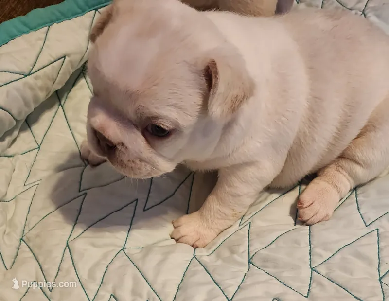 Opal/FULL AKC REGISTRATION  – French Bulldog puppy for sale in Phoenix, AZ