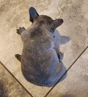 Paige/HOLD , a female French Bulldog for sale in Phoenix, AZ – 4 of 4