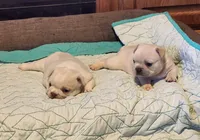 Opal/FULL AKC REGISTRATION , a female French Bulldog for sale in Phoenix, AZ – 2 of 6