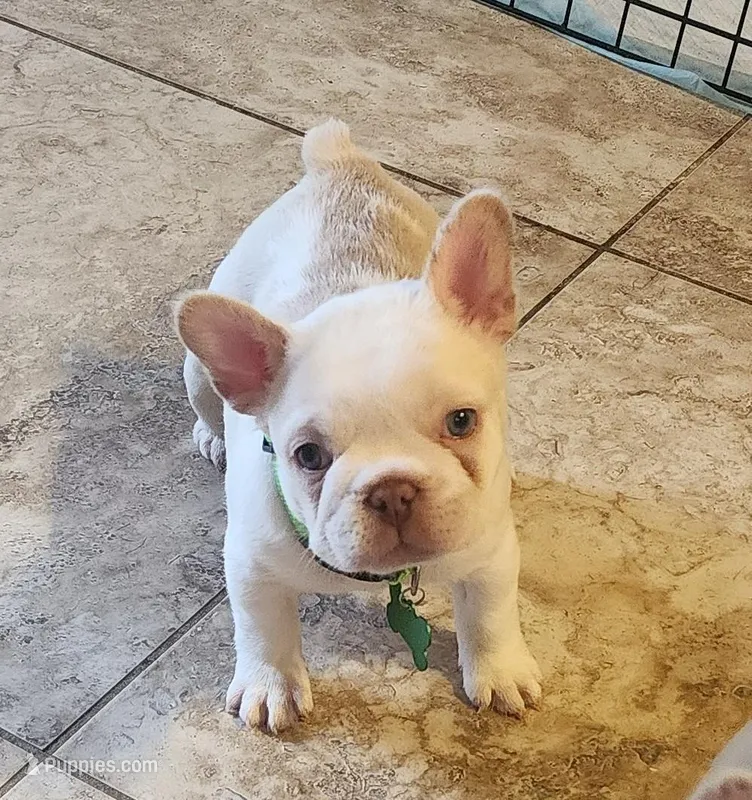 Opal/FULL AKC REGISTRATION , a female French Bulldog for sale in Phoenix, AZ – 1 of 2