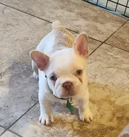 Opal/FULL AKC REGISTRATION , a female French Bulldog for sale in Phoenix, AZ – 1 of 2